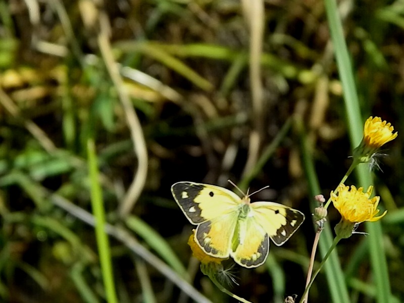 Colias croceus? - S, femmina